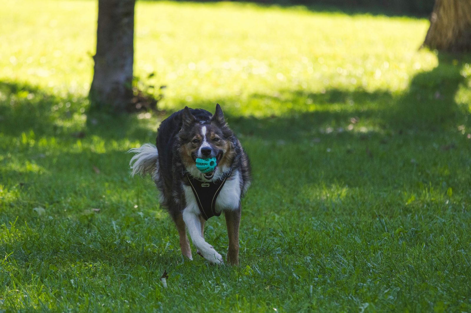 Dog playing fetch with a ball