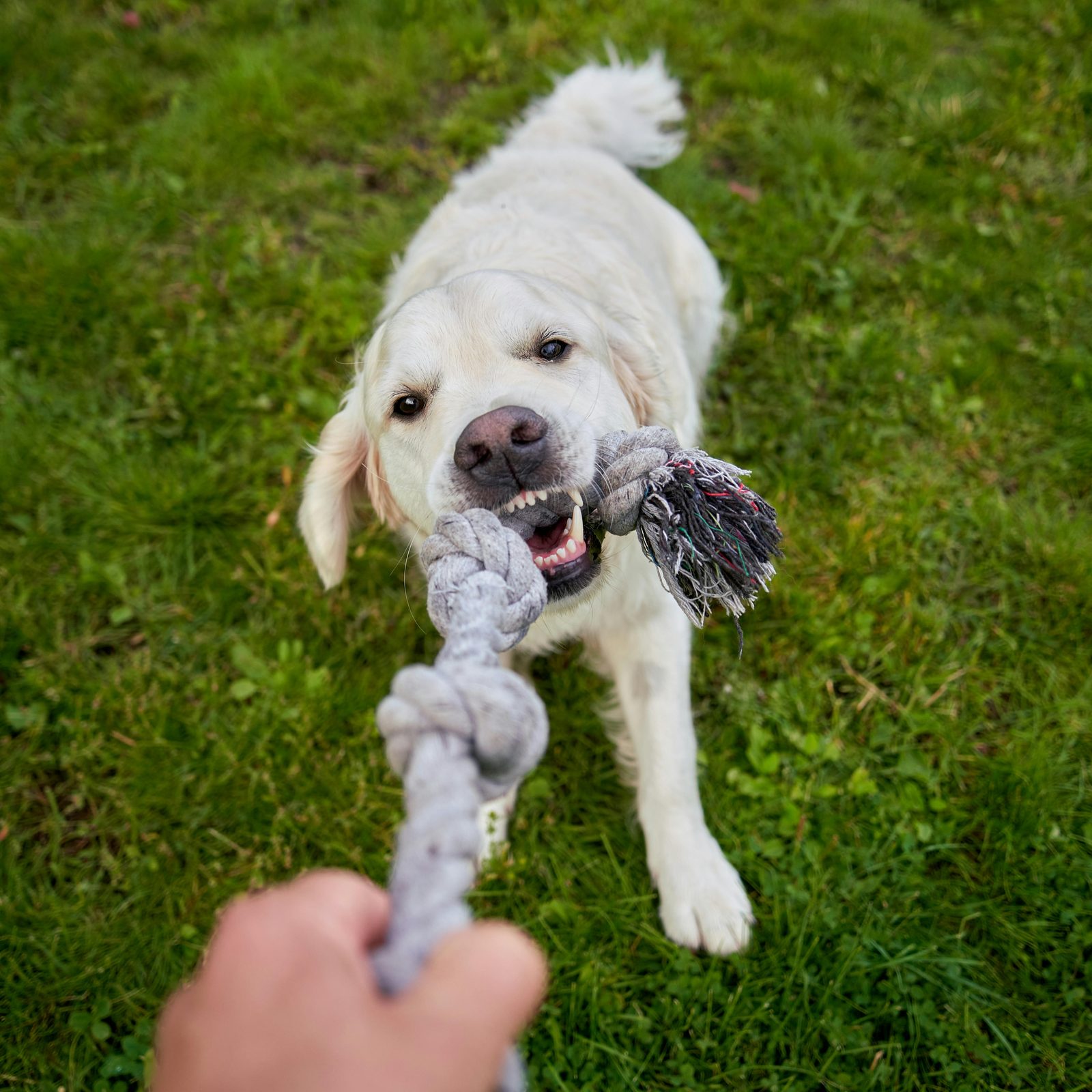 Happy dog tugging a rope toy