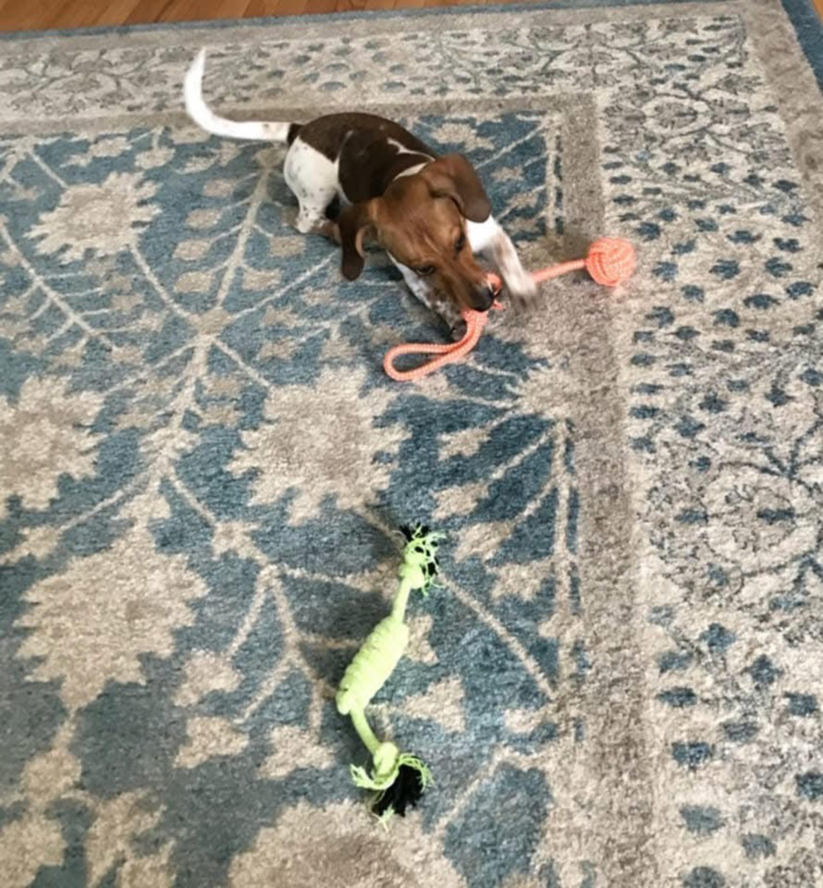 Happy customer playing tug with a rope toy