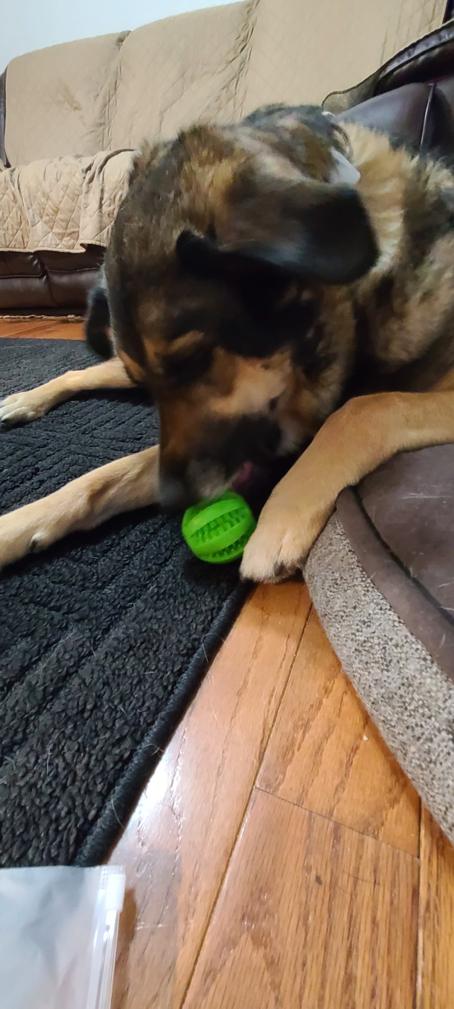 Happy customer chewing a ball toy