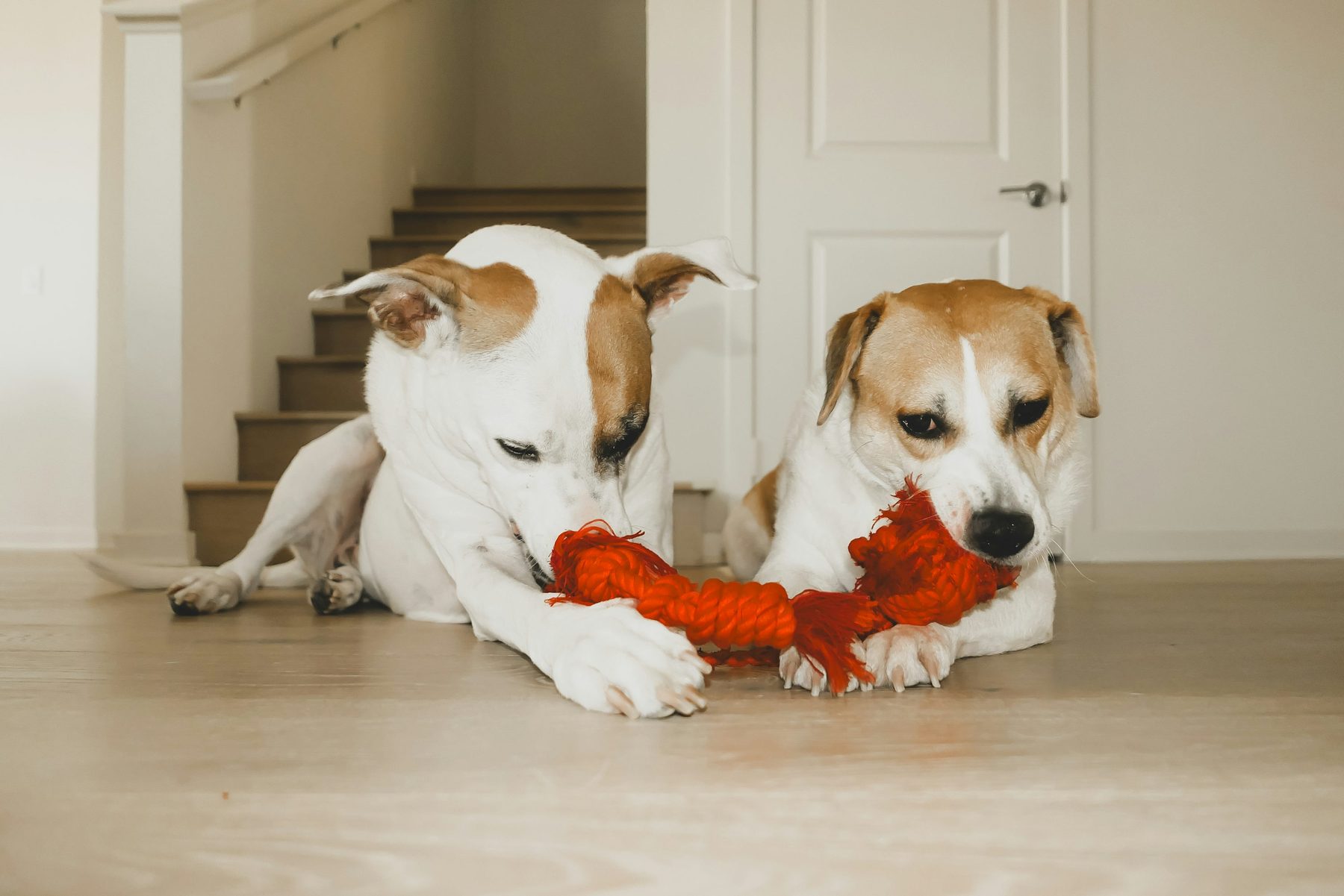 Dog enjoying a toy bundle