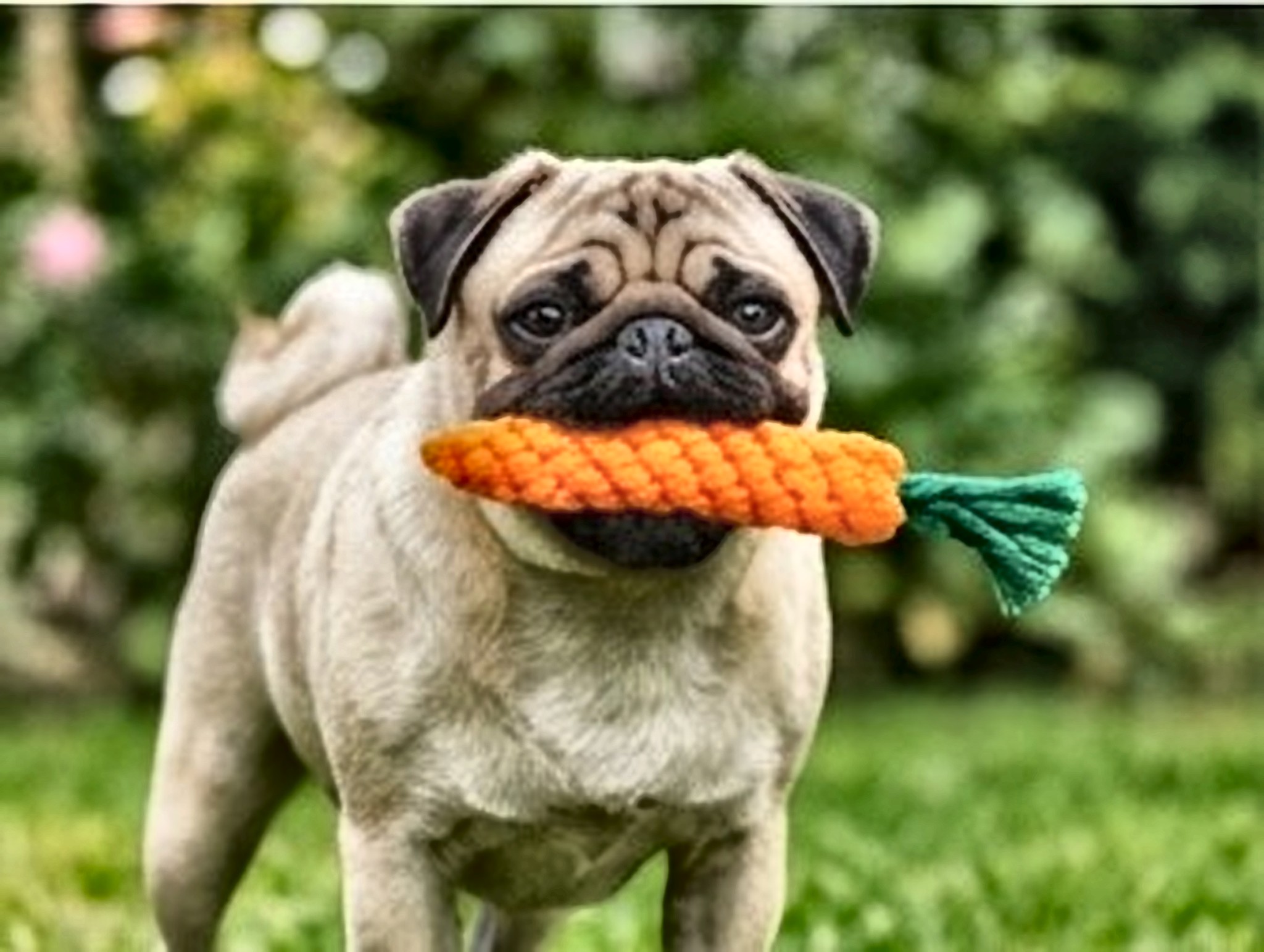 Dog enjoying a toy bundle
